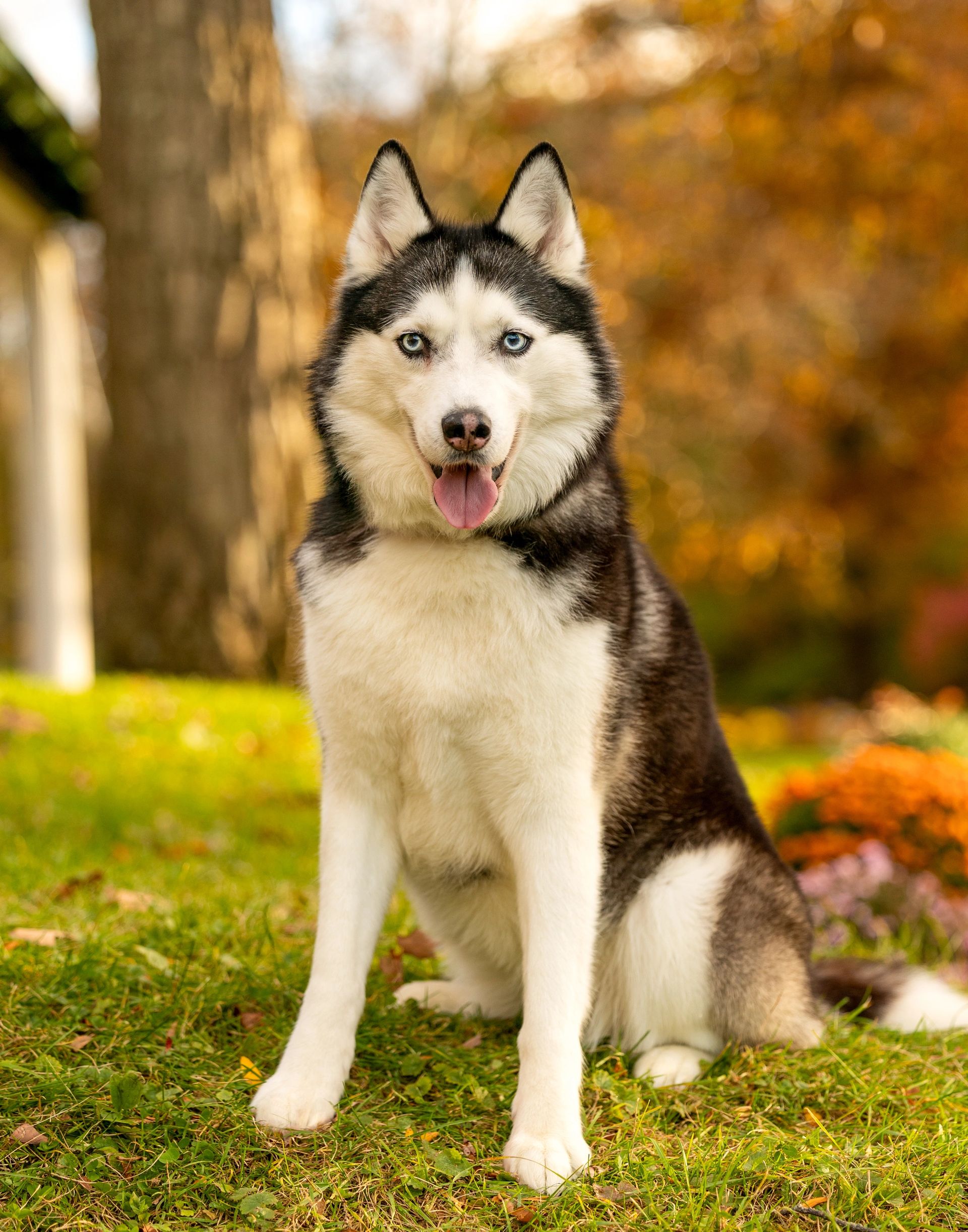 Autumn pet portrait with fall foliage